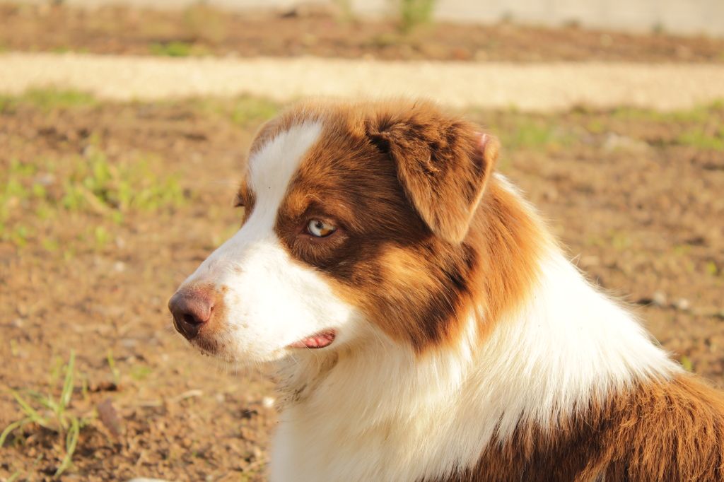 Une poupée est née uline Du Domaine Du Clos Australien