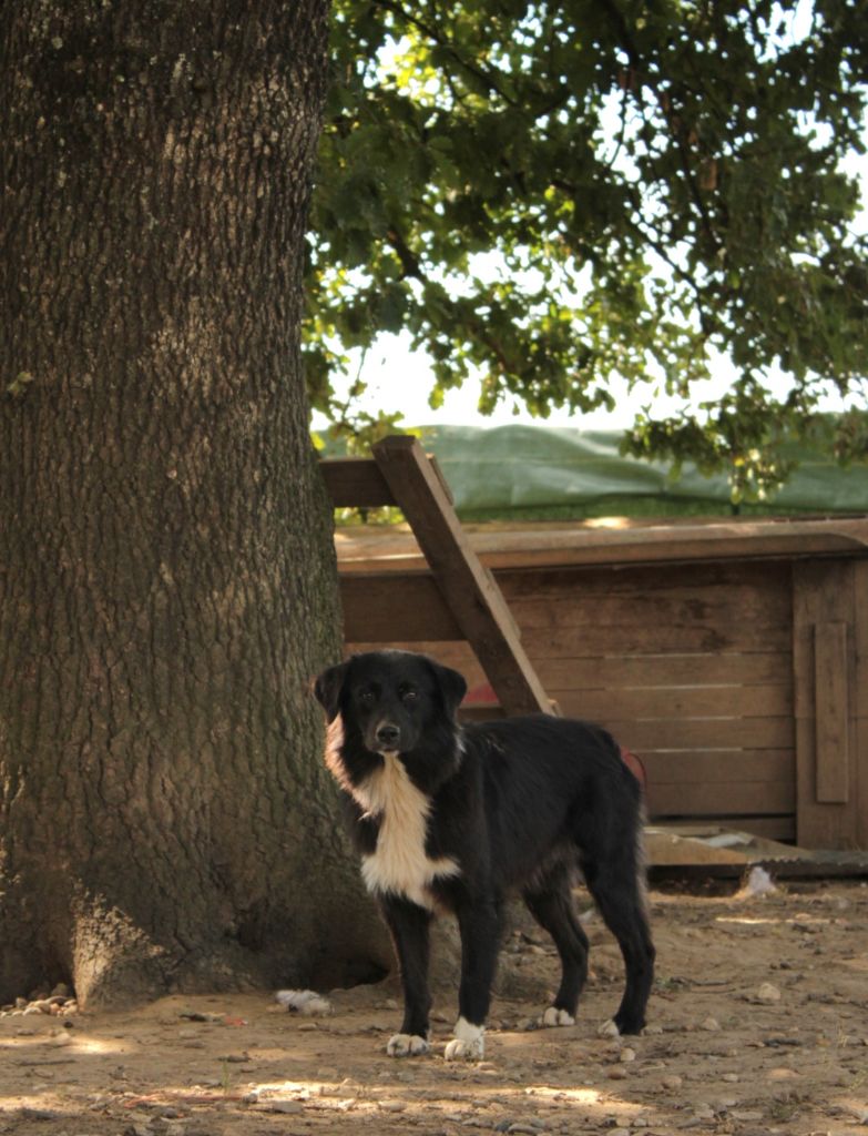 Very sweety black frog Du Domaine Du Clos Australien