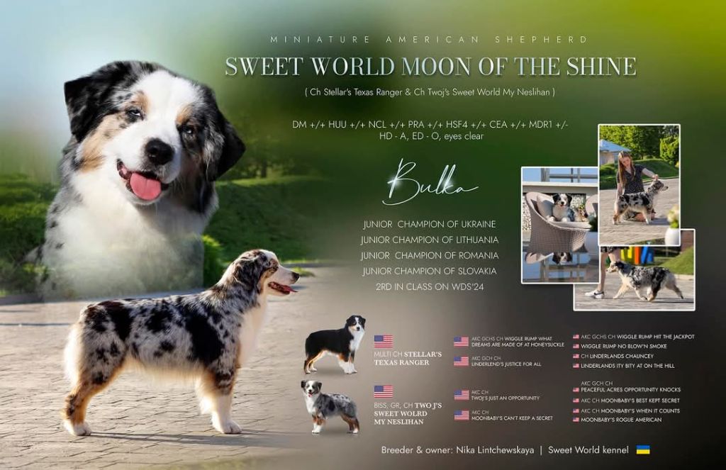Publication : Du Domaine Du Clos Australien Auteur : Sweet Word kennel