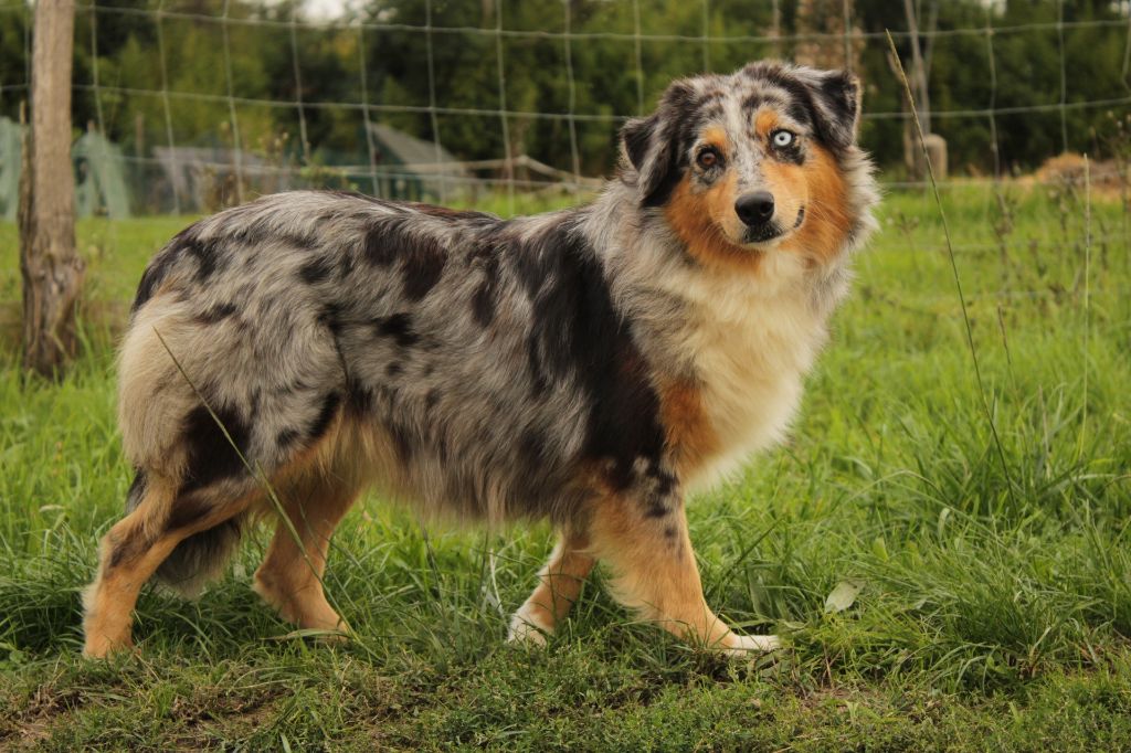 Saint graal cheerokee Du Domaine Du Clos Australien