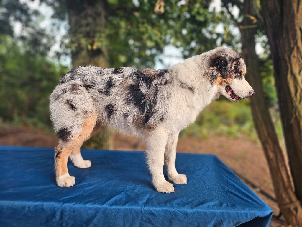 Publication : Du Domaine Du Clos Australien Auteur : Du Domaine Du Clos Australien