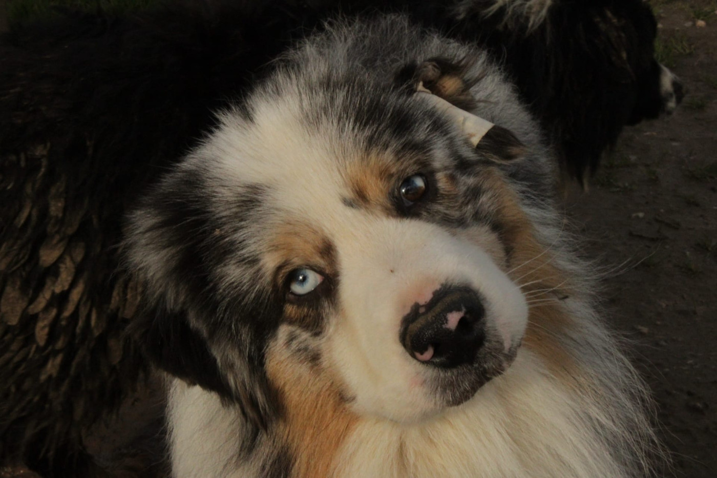 Publication : Du Domaine Du Clos Australien Auteur : Du Domaine Du Clos Australien