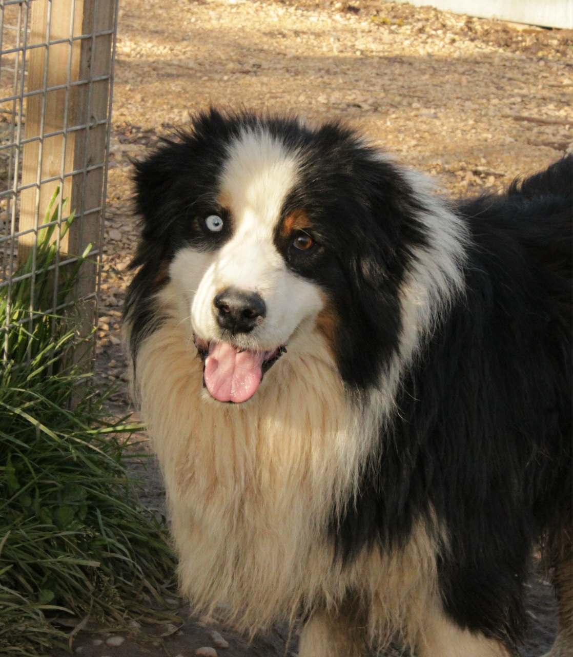 Publication : Du Domaine Du Clos Australien Auteur : Du Domaine Du Clos Australien