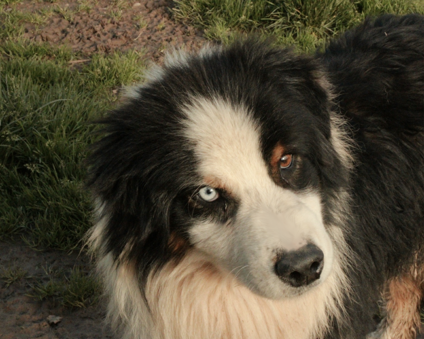 Publication : Du Domaine Du Clos Australien Auteur : Du Domaine Du Clos Australien