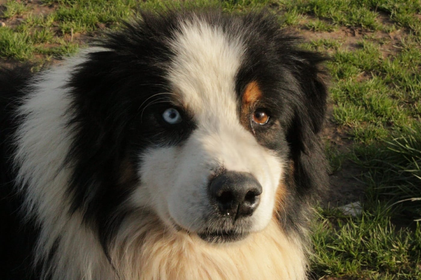 Publication : Du Domaine Du Clos Australien Auteur : Du Domaine Du Clos Australien