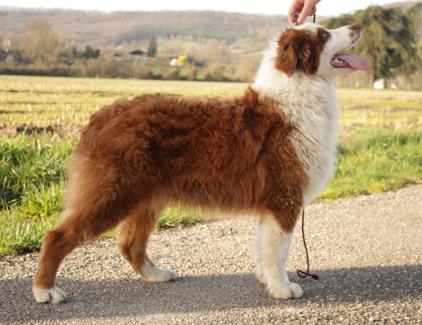 A Native american Mohaves Du Domaine Du Clos Australien