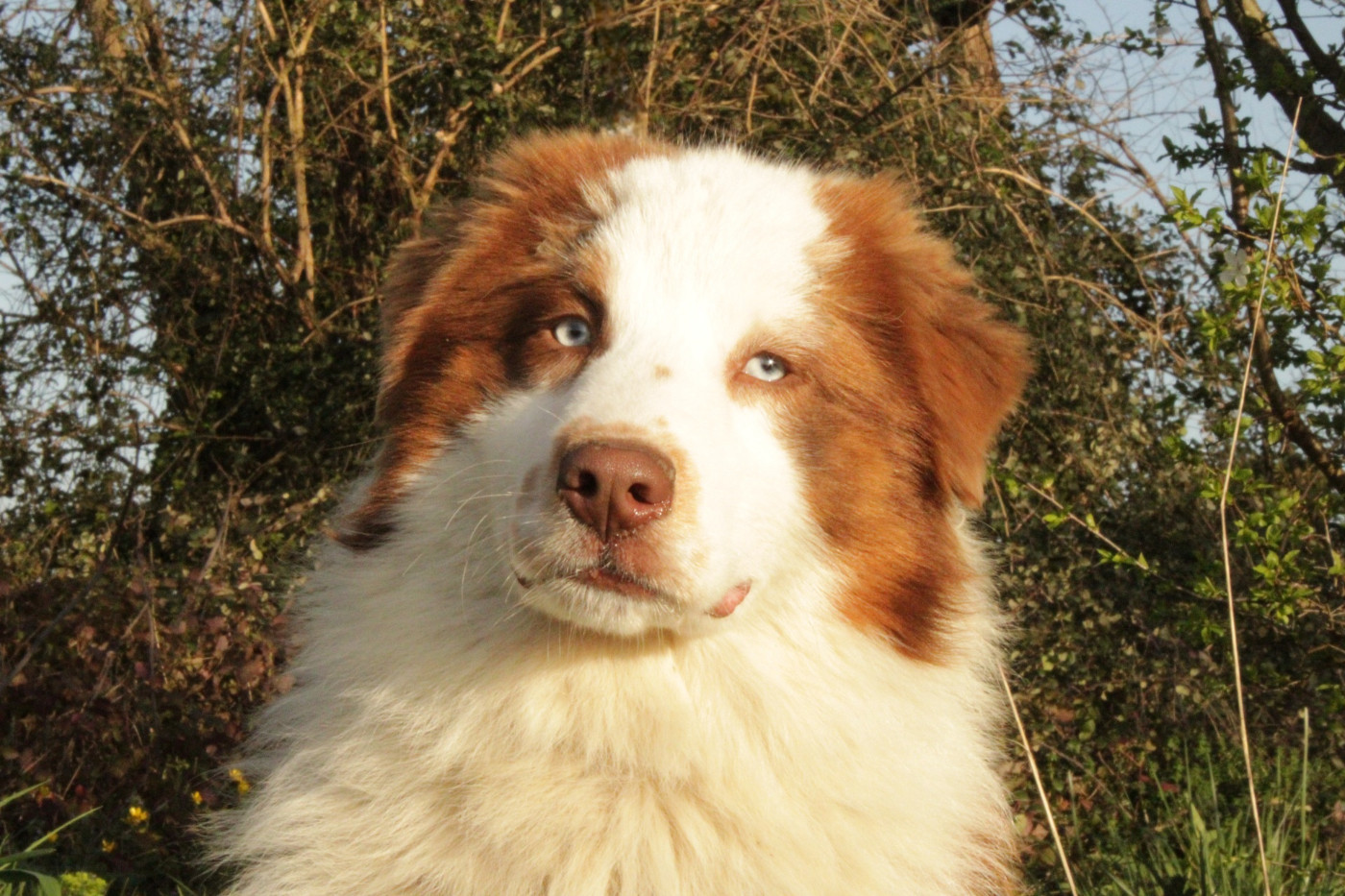 A Native american Mohaves Du Domaine Du Clos Australien