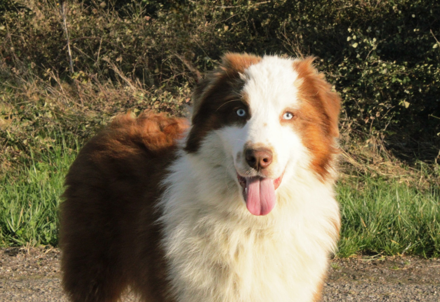 A Native american Mohaves Du Domaine Du Clos Australien