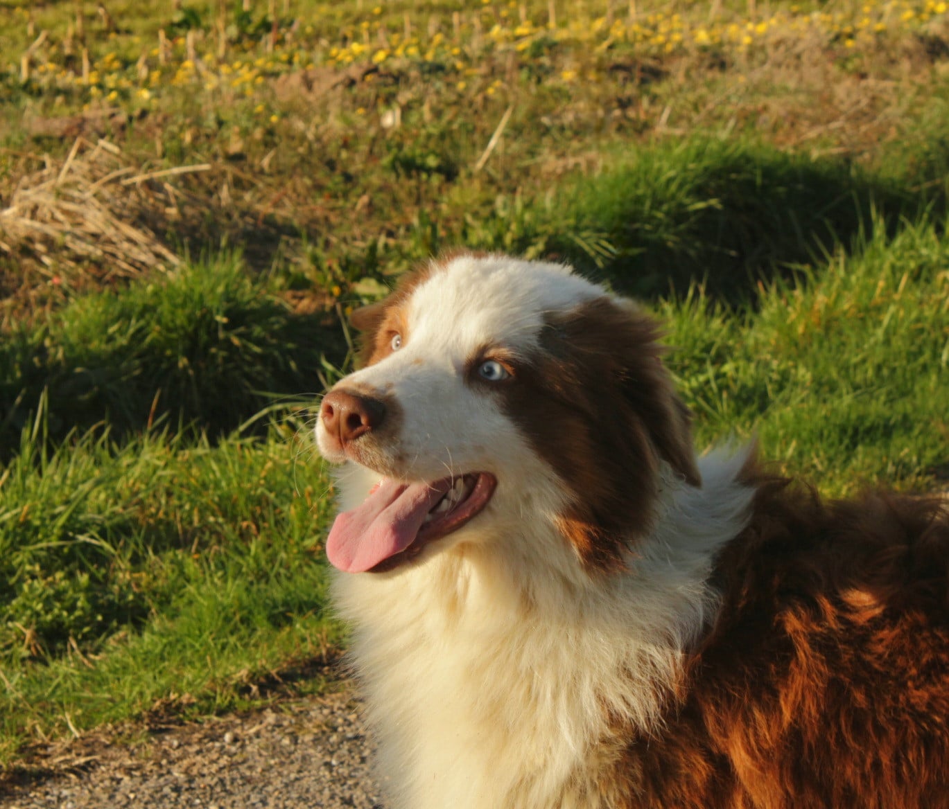 A Native american Mohaves Du Domaine Du Clos Australien