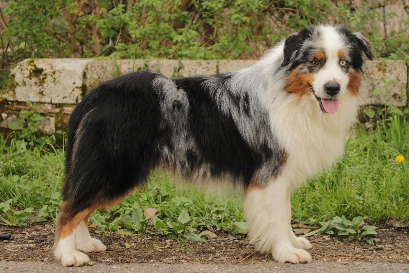 Ultra boy unix Du Domaine Du Clos Australien