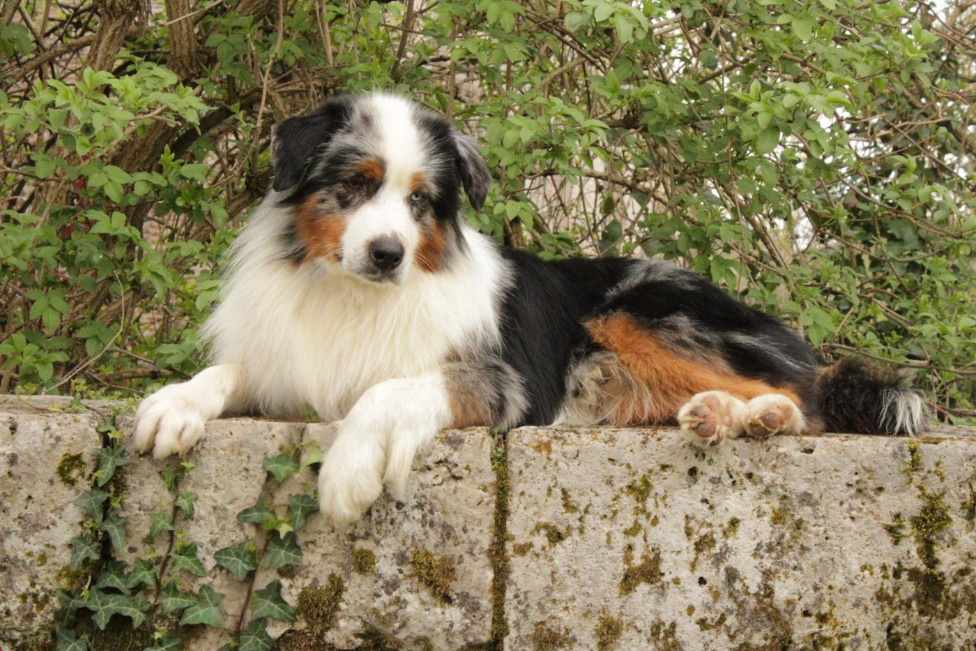 Ultra boy unix Du Domaine Du Clos Australien