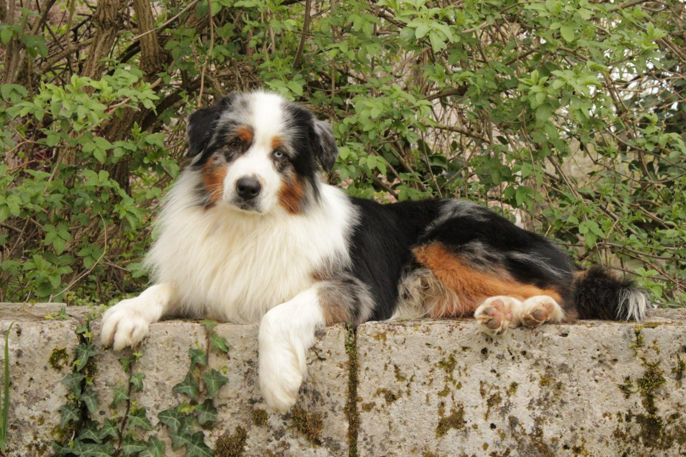 Ultra boy unix Du Domaine Du Clos Australien