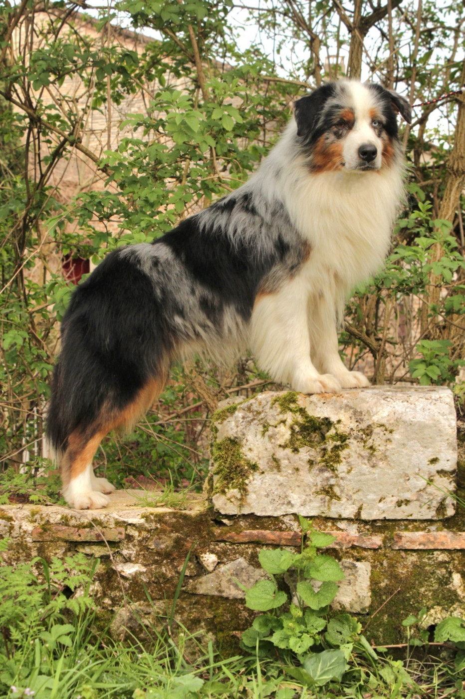 Ultra boy unix Du Domaine Du Clos Australien