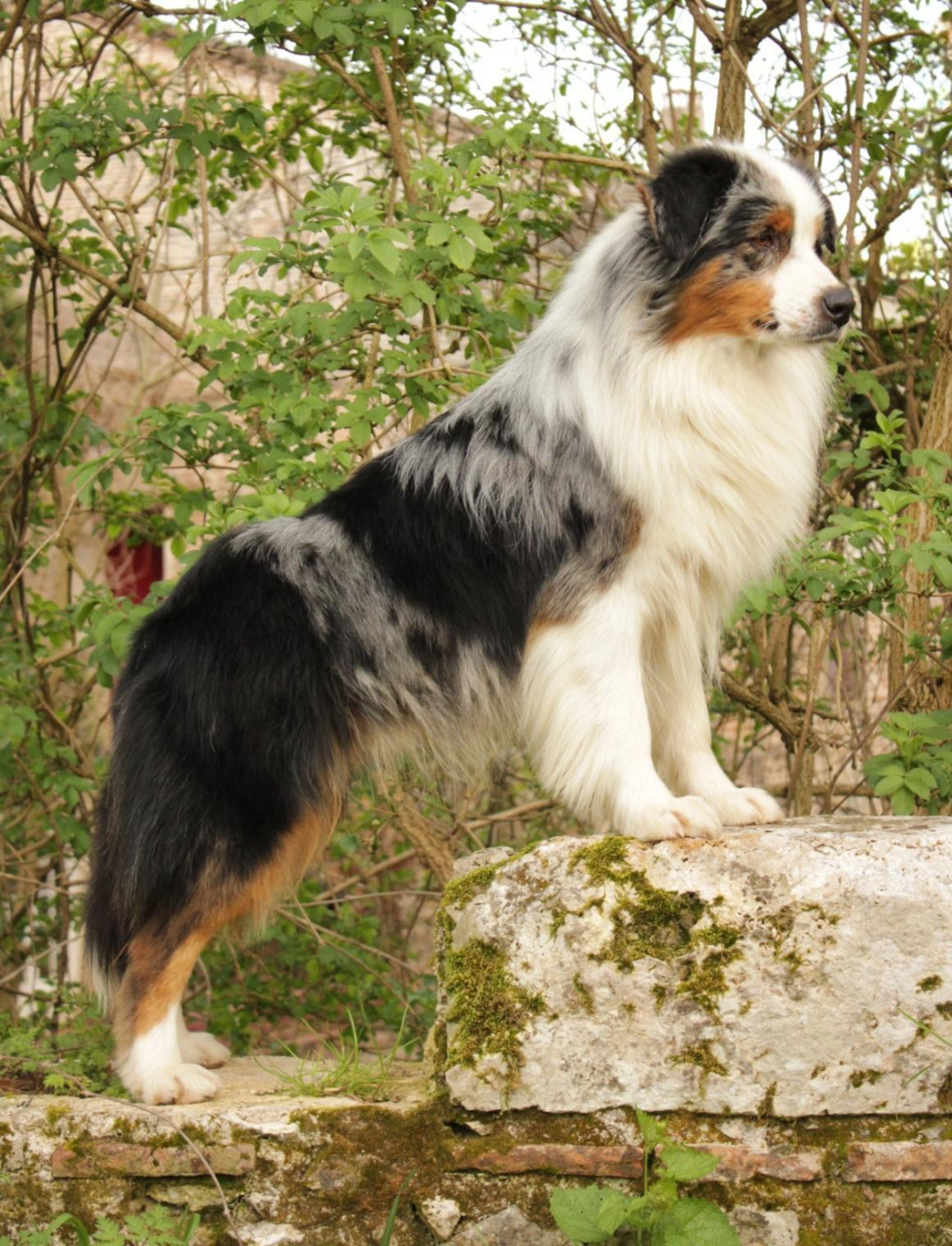 Ultra boy unix Du Domaine Du Clos Australien