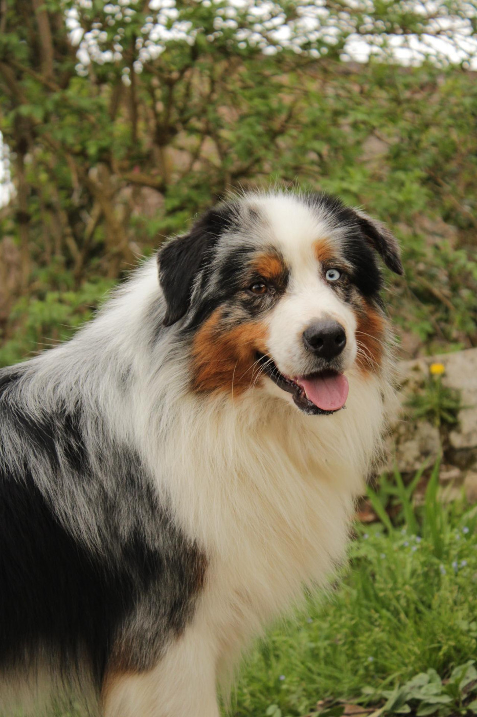 Ultra boy unix Du Domaine Du Clos Australien