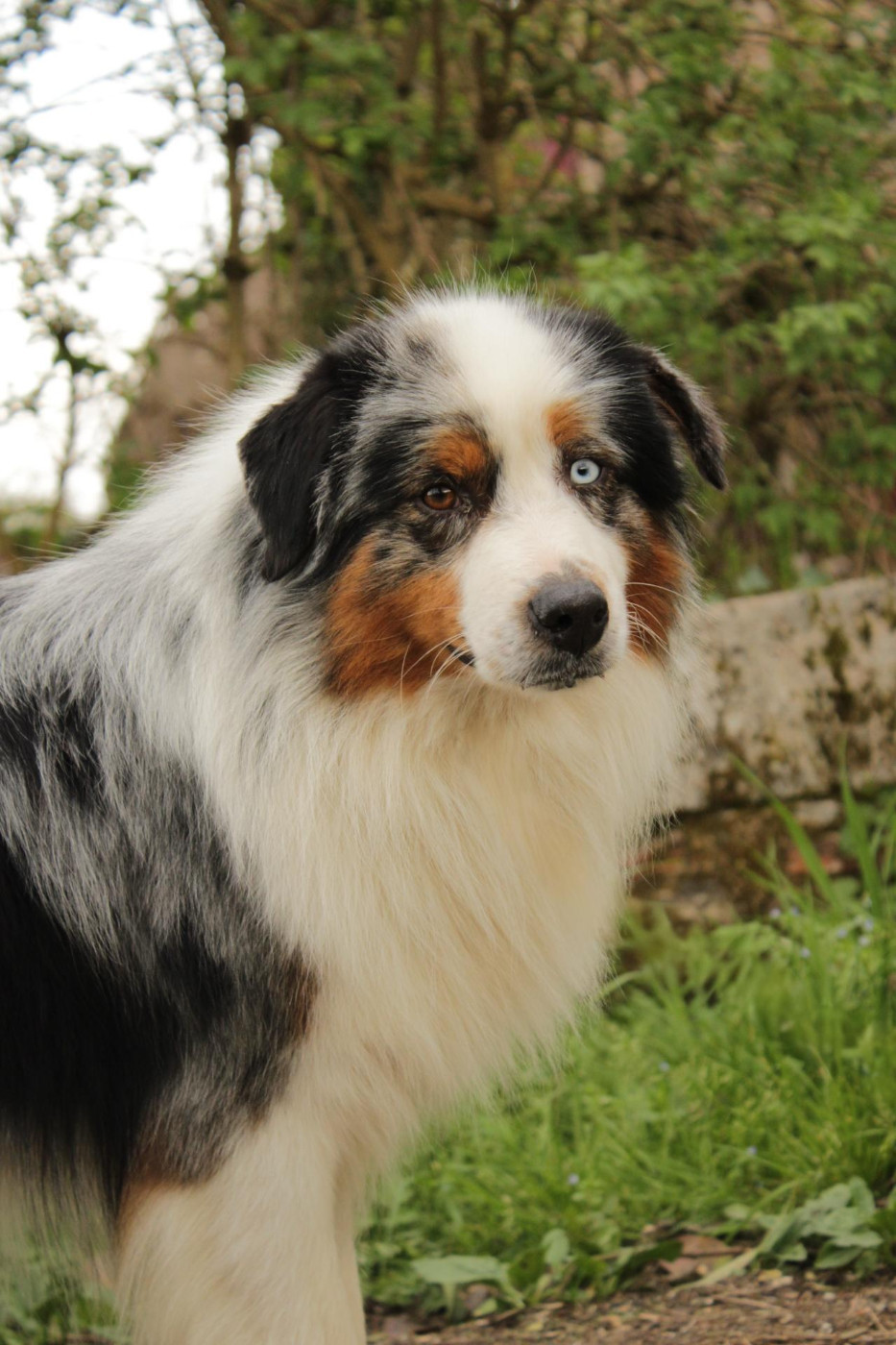 Ultra boy unix Du Domaine Du Clos Australien