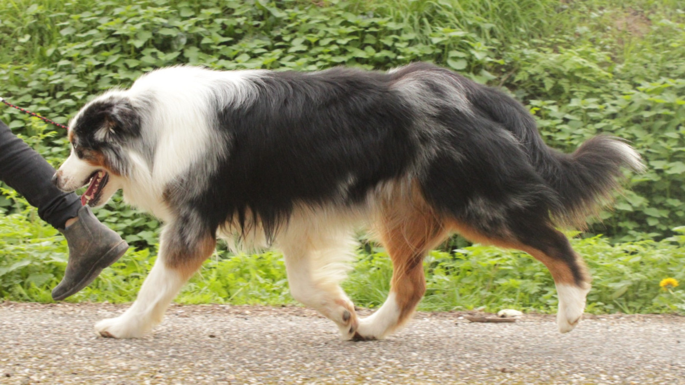 Ultra boy unix Du Domaine Du Clos Australien