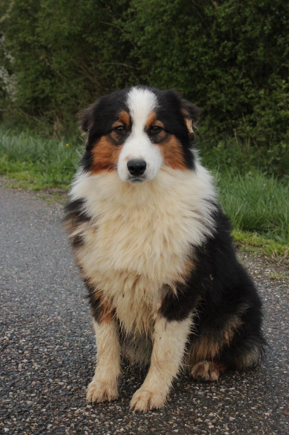 A Native American Comanche Du Domaine Du Clos Australien
