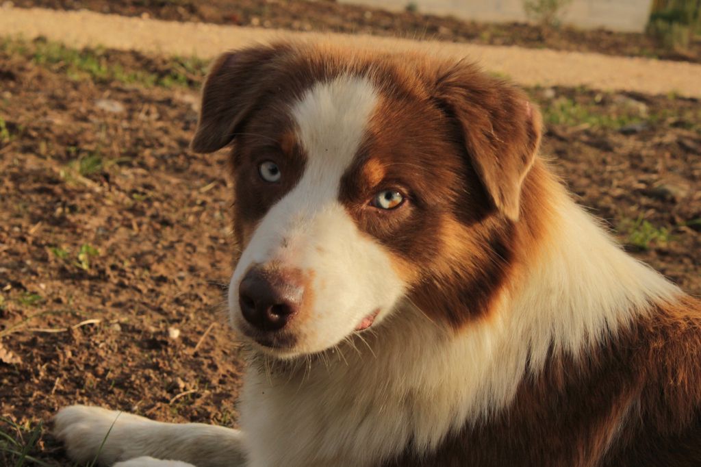 Une poupée est née uline Du Domaine Du Clos Australien