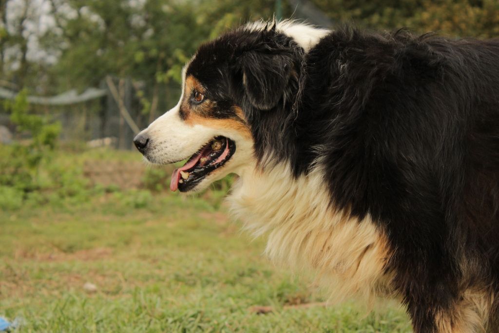Jewel black pearl of Piek'Shawi