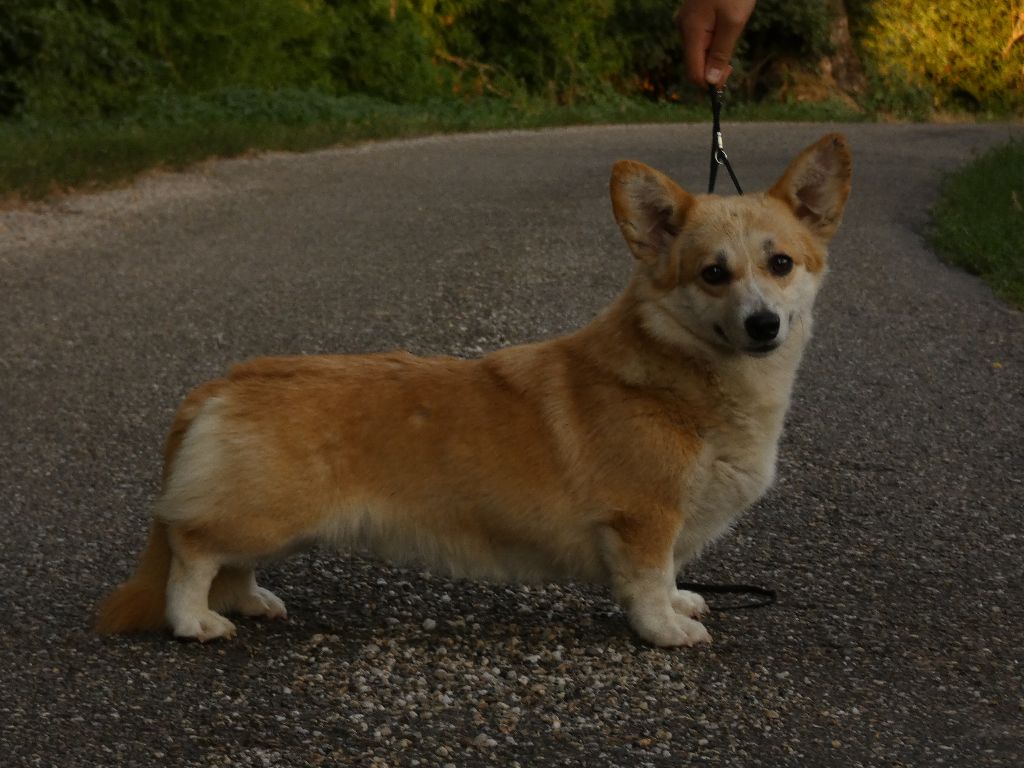 Utha kingdom of margail