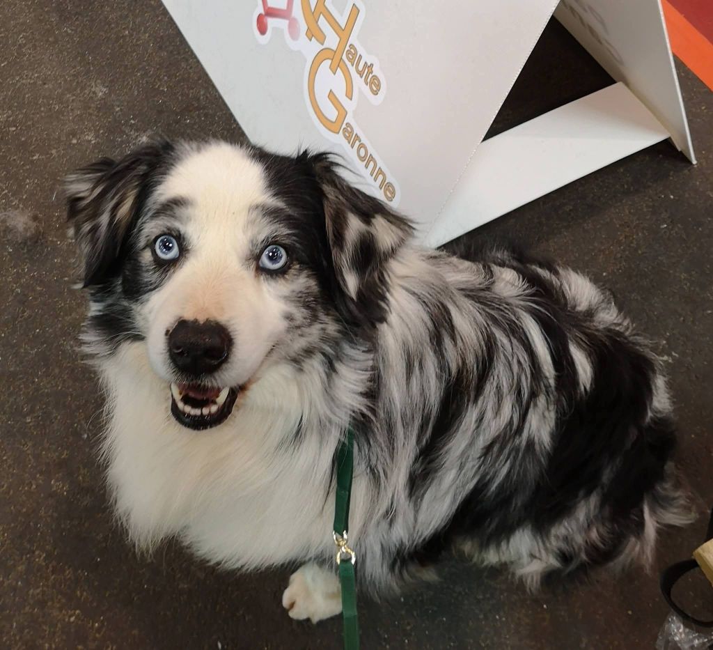 Héros golden lady (Sans Affixe)