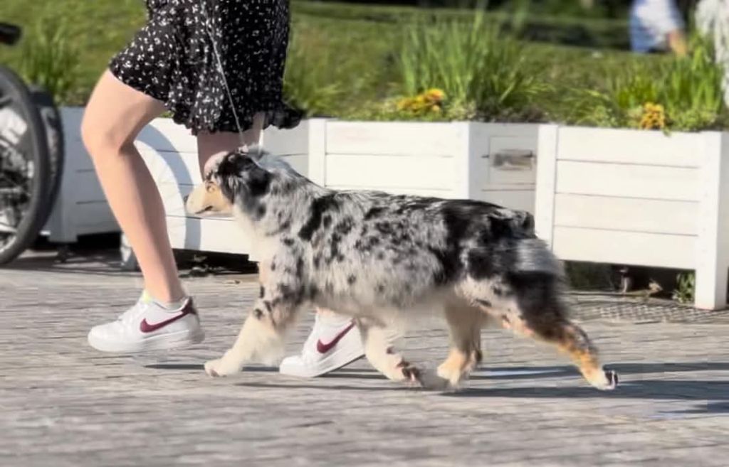 Publication : Du Domaine Du Clos Australien Auteur : Sweet Word kennel