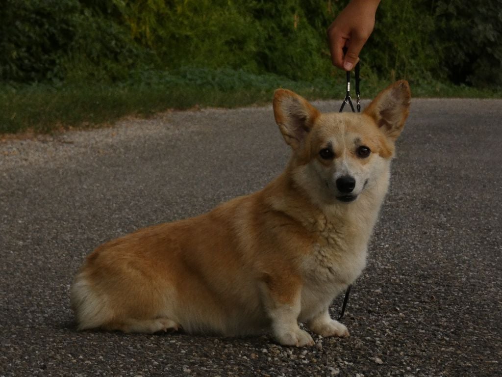 Utha kingdom of margail