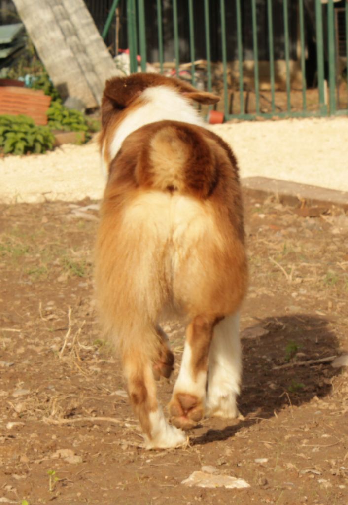 Une poupée est née uline Du Domaine Du Clos Australien