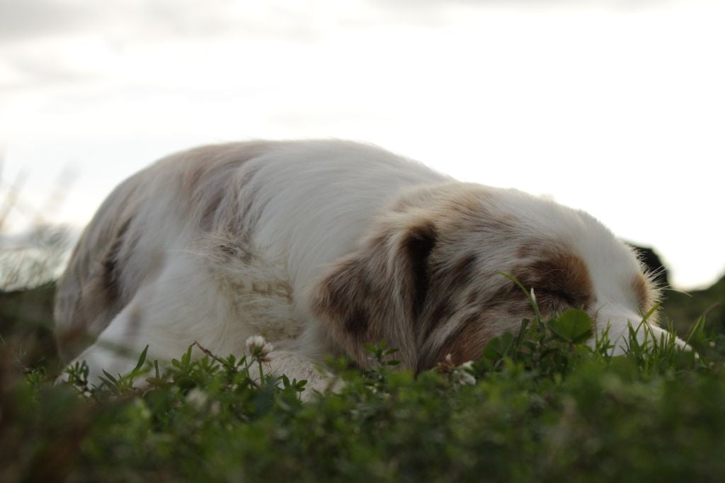 Tortipousse cheyenne Du Domaine Du Clos Australien