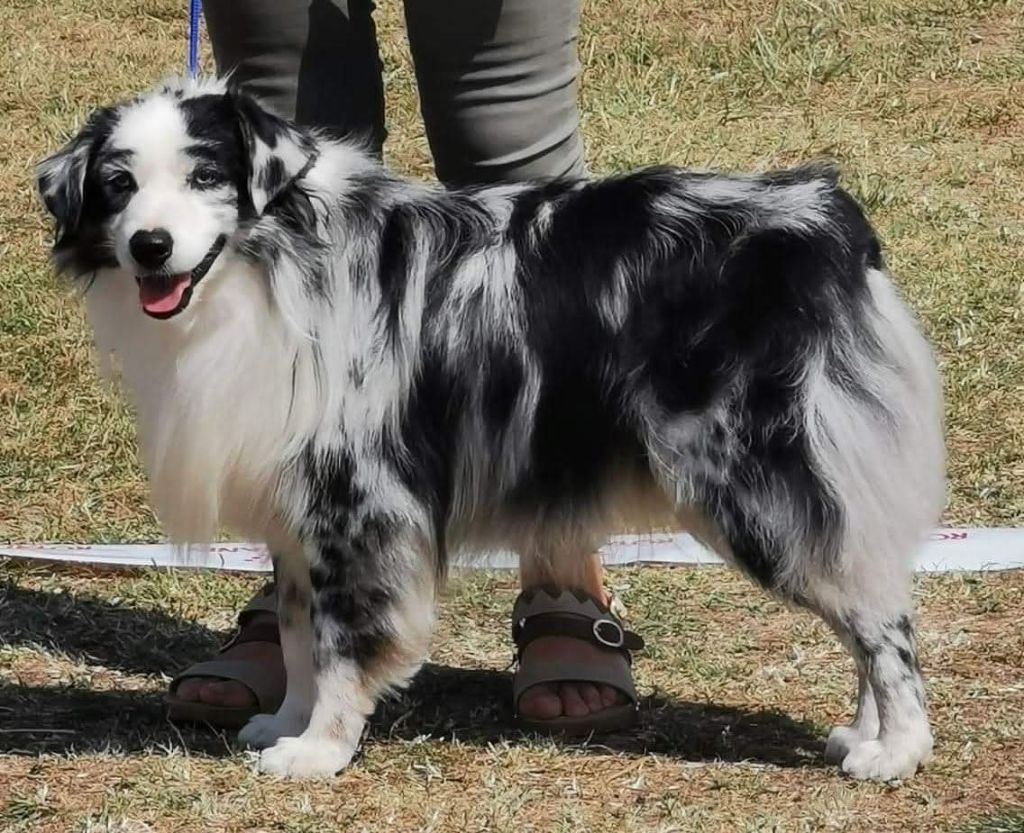 Héros golden lady (Sans Affixe)