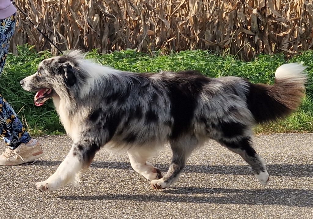 Thorgal (Sans Affixe)