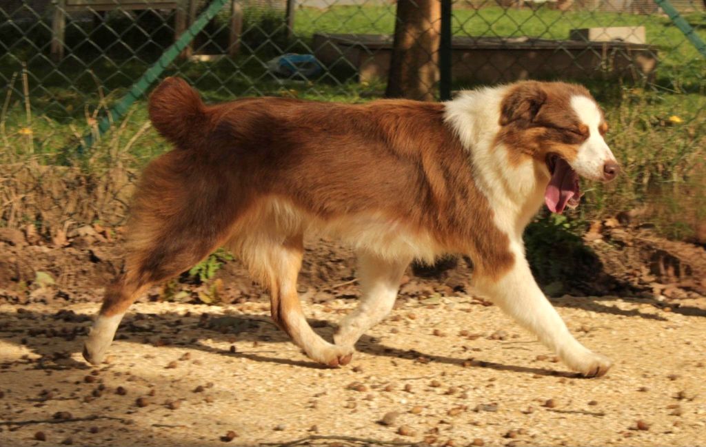 Une poupée est née uline Du Domaine Du Clos Australien