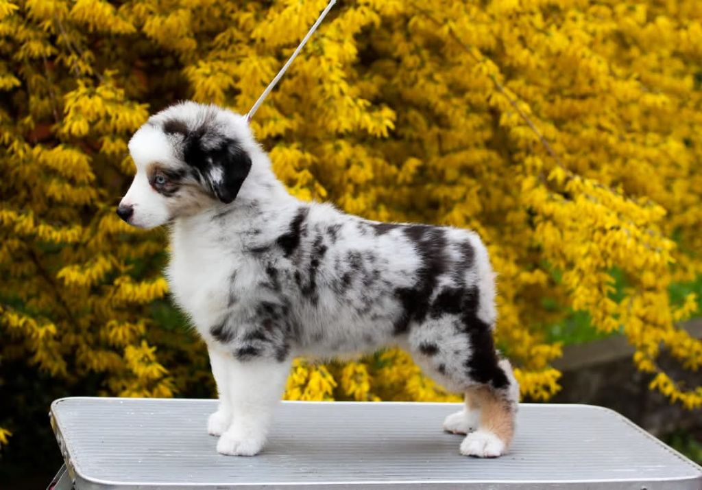 Publication : Du Domaine Du Clos Australien Auteur : Sweet Word kennel