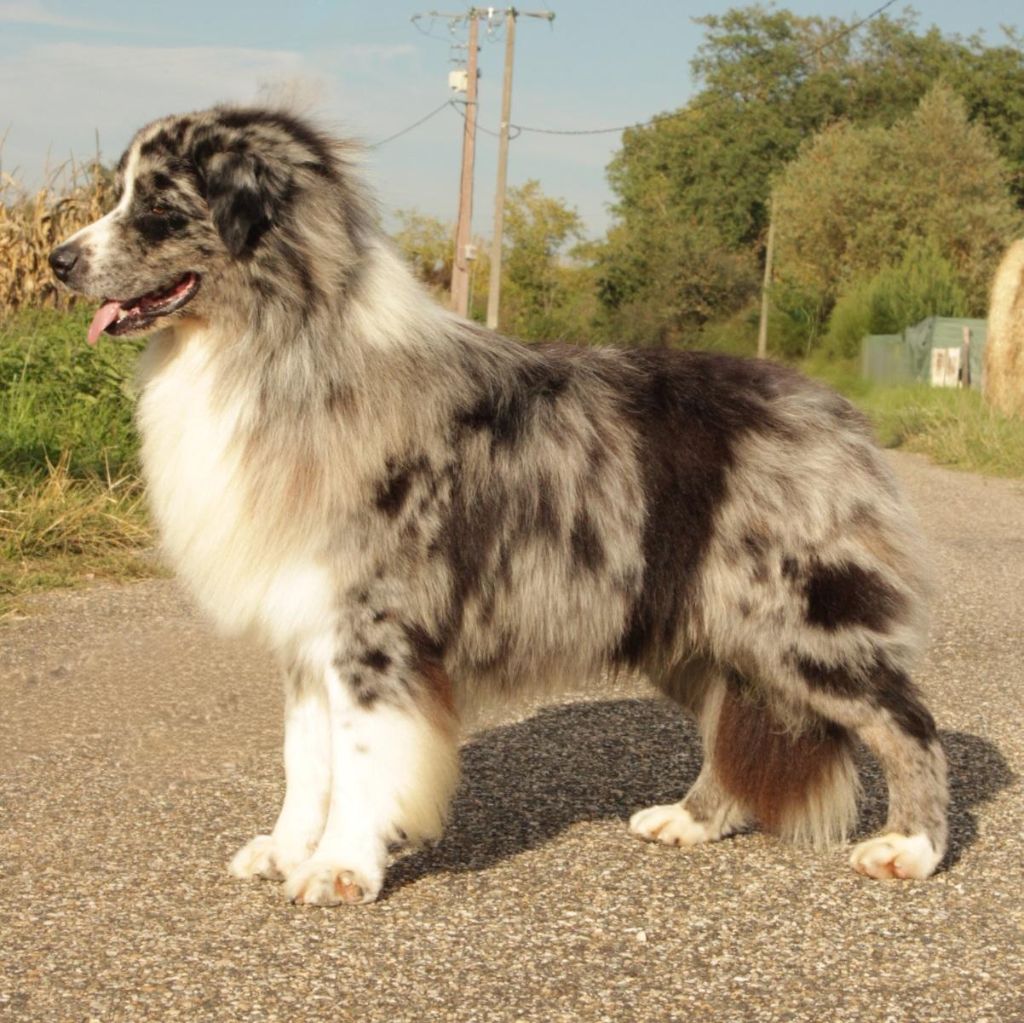 Thorgal (Sans Affixe)