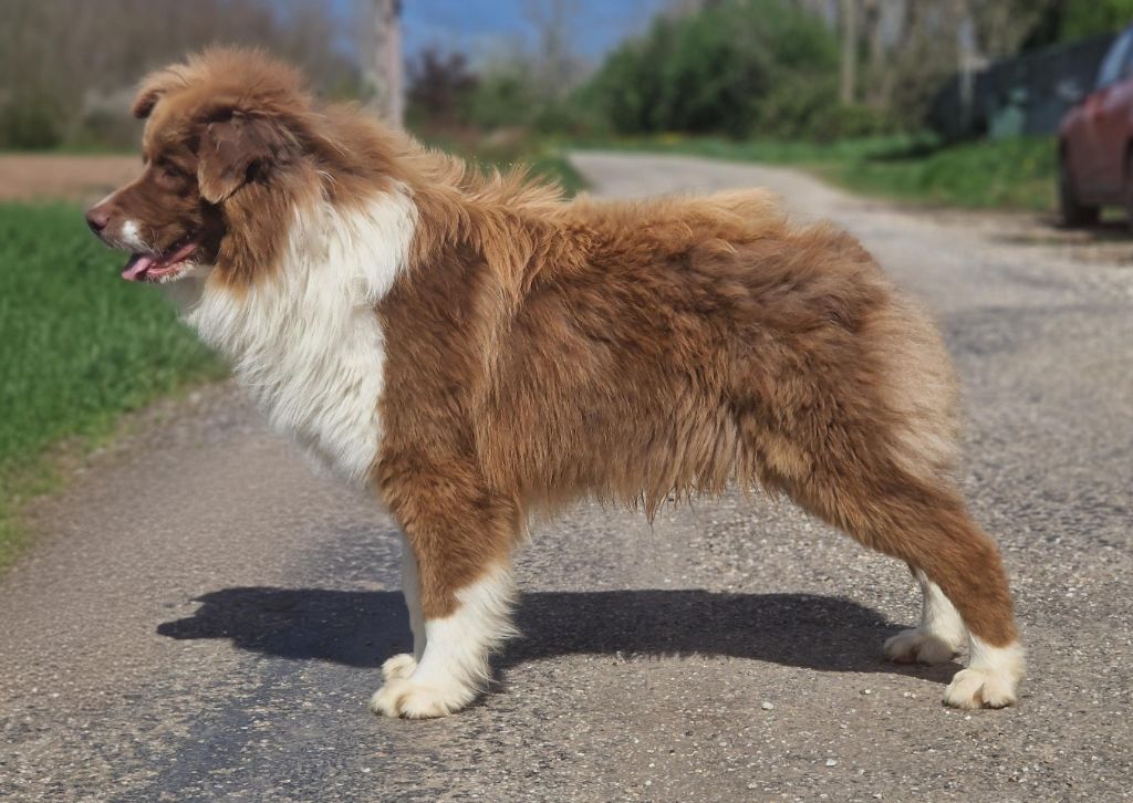 Voyou des Chemins d'Iris