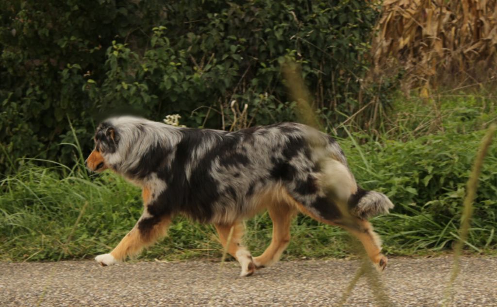 Saint graal cheerokee Du Domaine Du Clos Australien