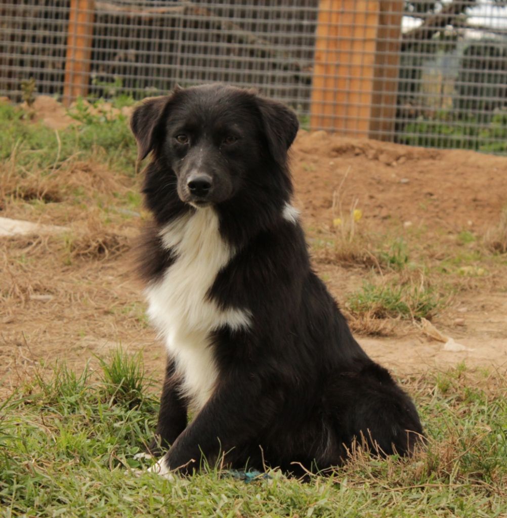 Very sweety black frog Du Domaine Du Clos Australien