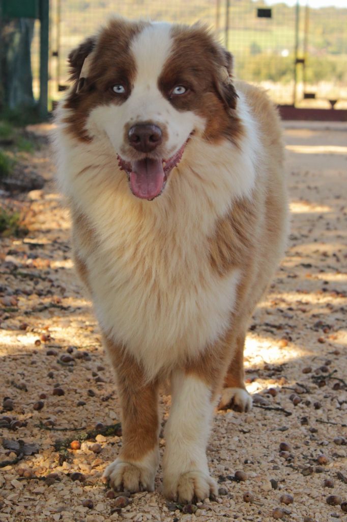 United states endji Of The Nice Sheperd