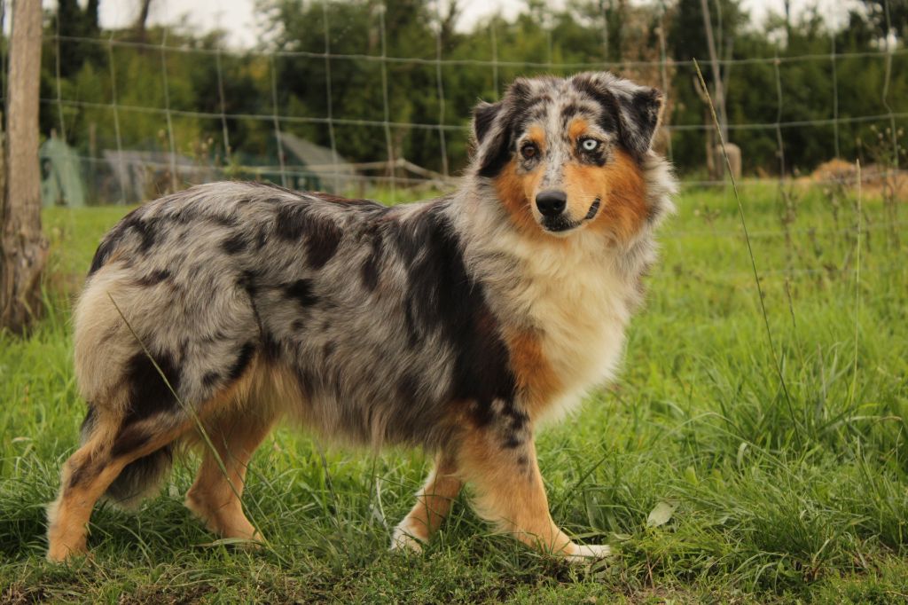 Saint graal cheerokee Du Domaine Du Clos Australien