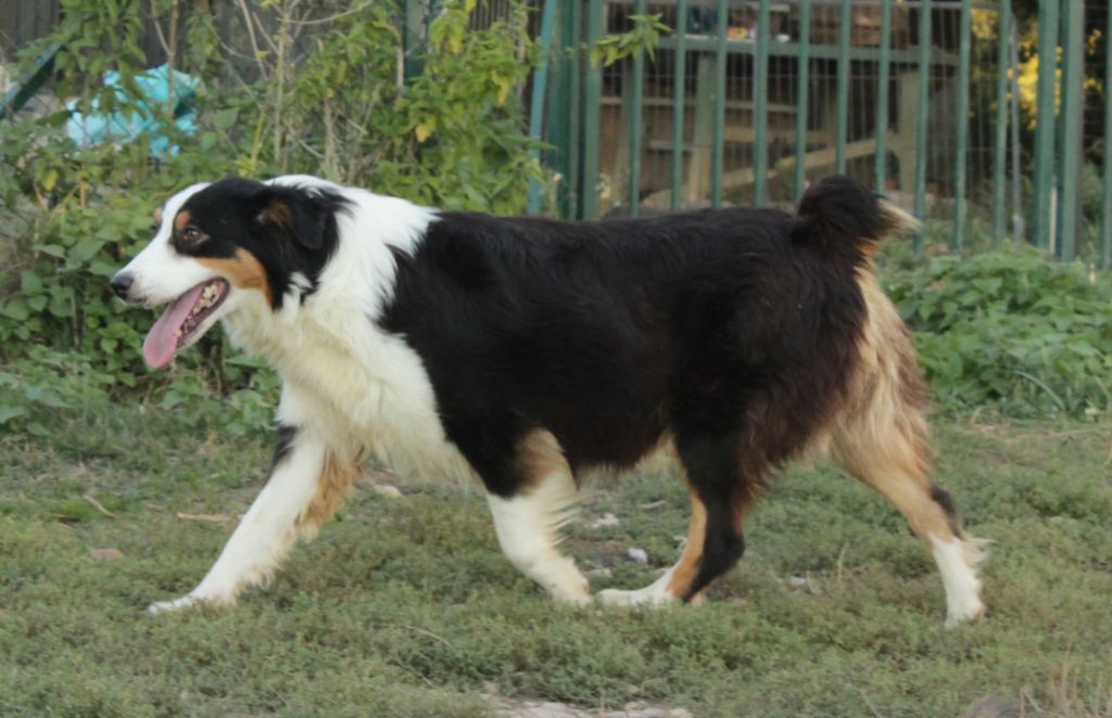 United uby little fairy Du Domaine Du Clos Australien