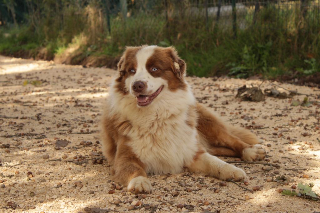 United states endji Of The Nice Sheperd