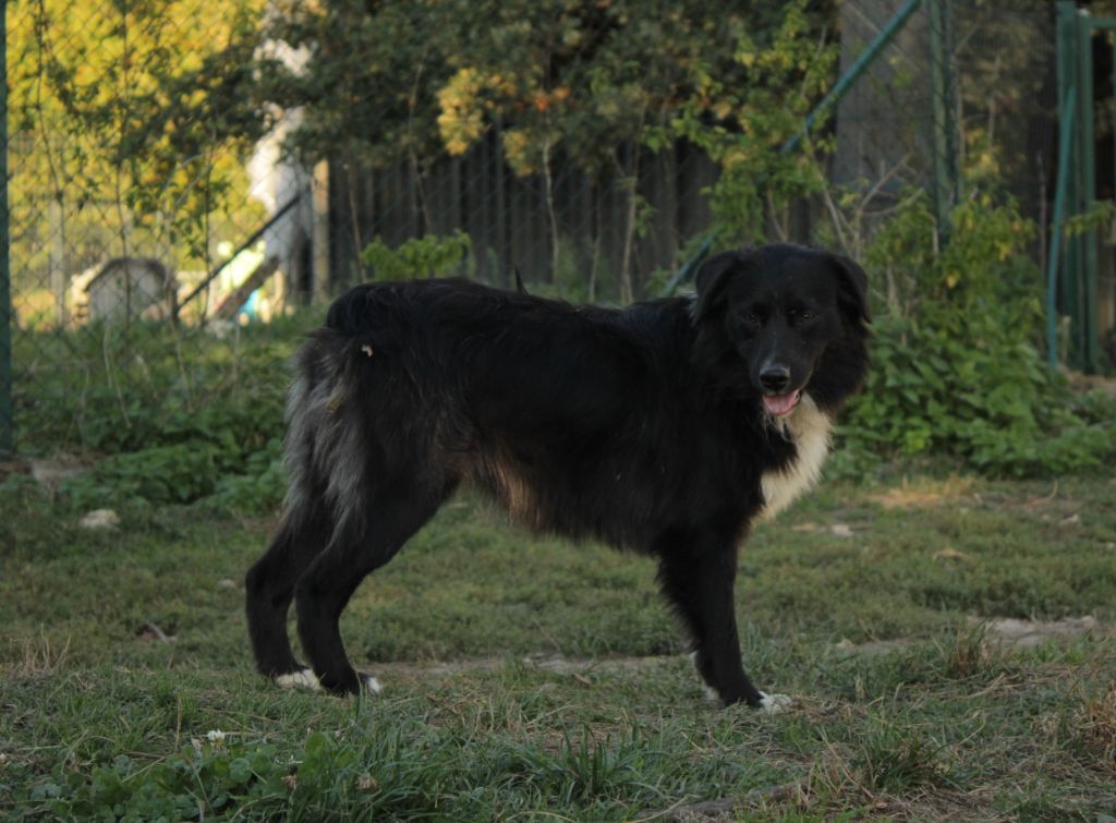 Very sweety black frog Du Domaine Du Clos Australien