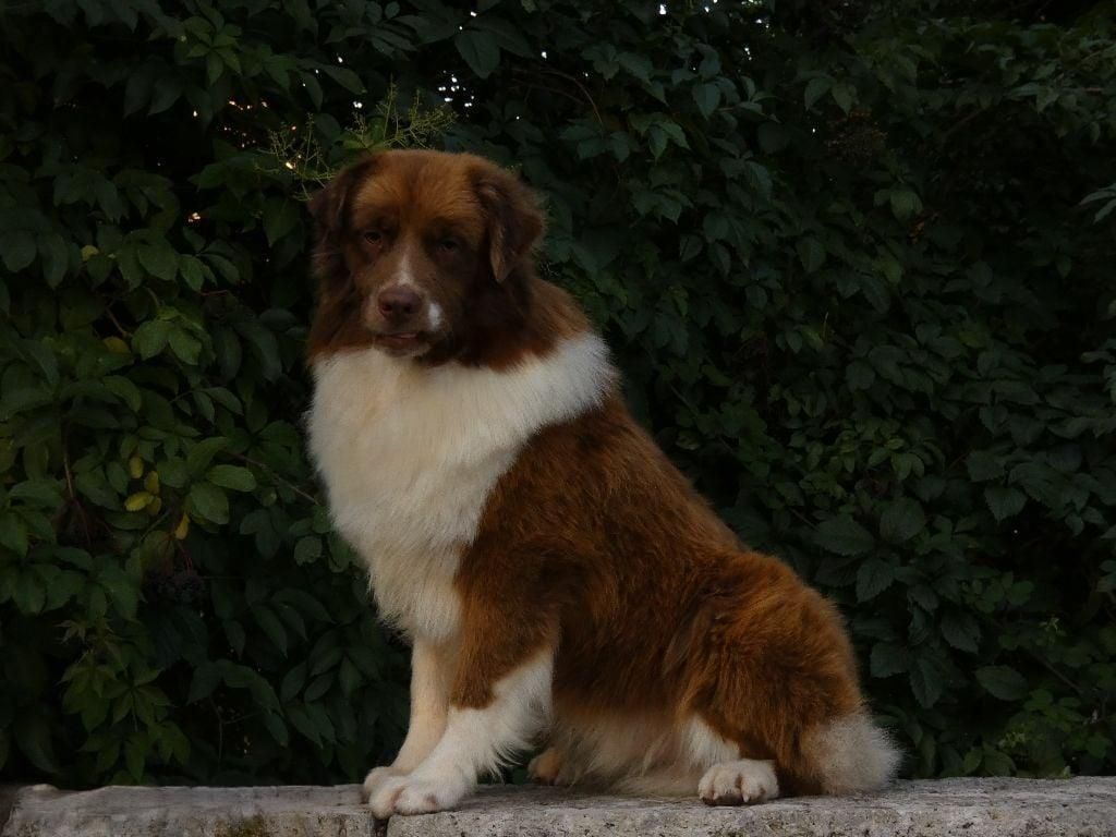 Voyou des Chemins d'Iris