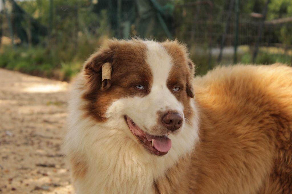 United states endji Of The Nice Sheperd