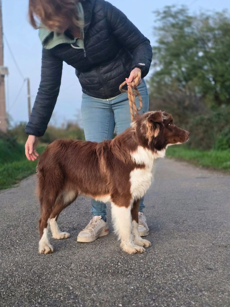 Voyou des Chemins d'Iris