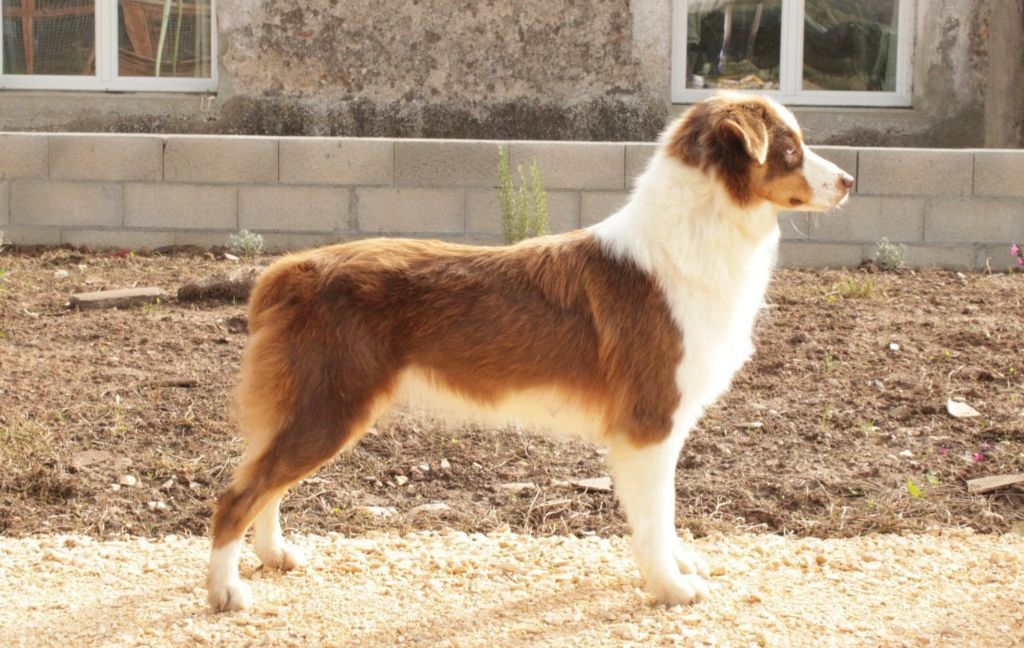 Une poupée est née uline Du Domaine Du Clos Australien