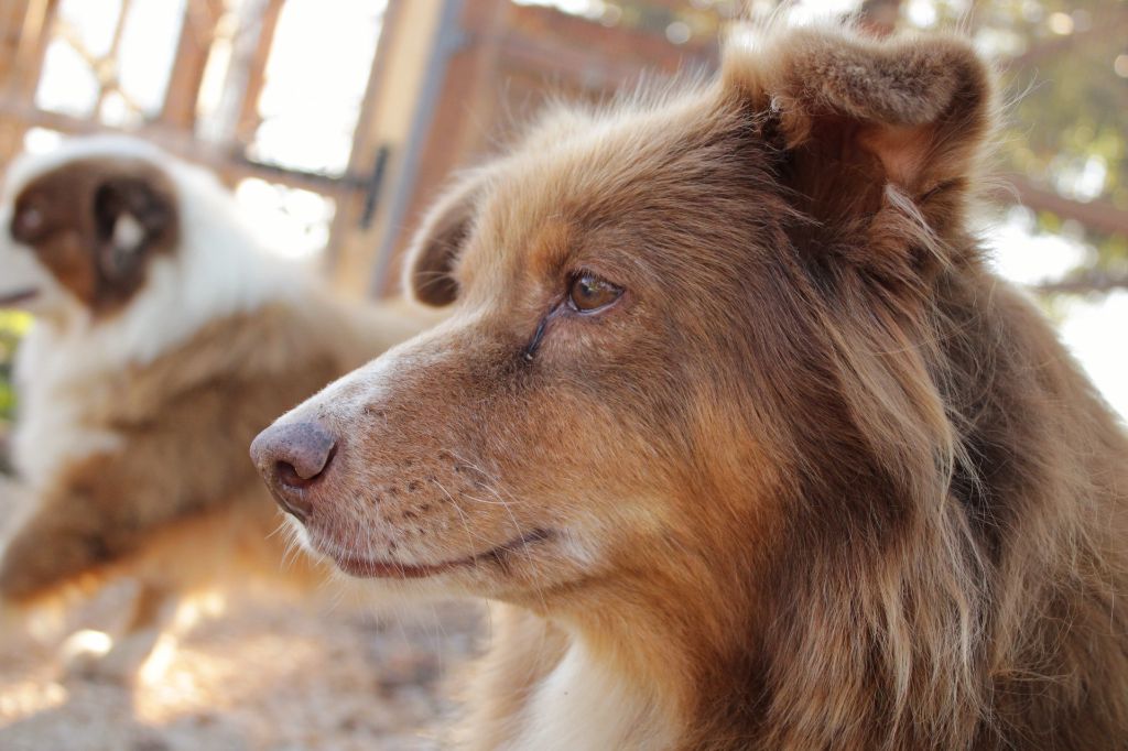 Joy lady (Sans Affixe)