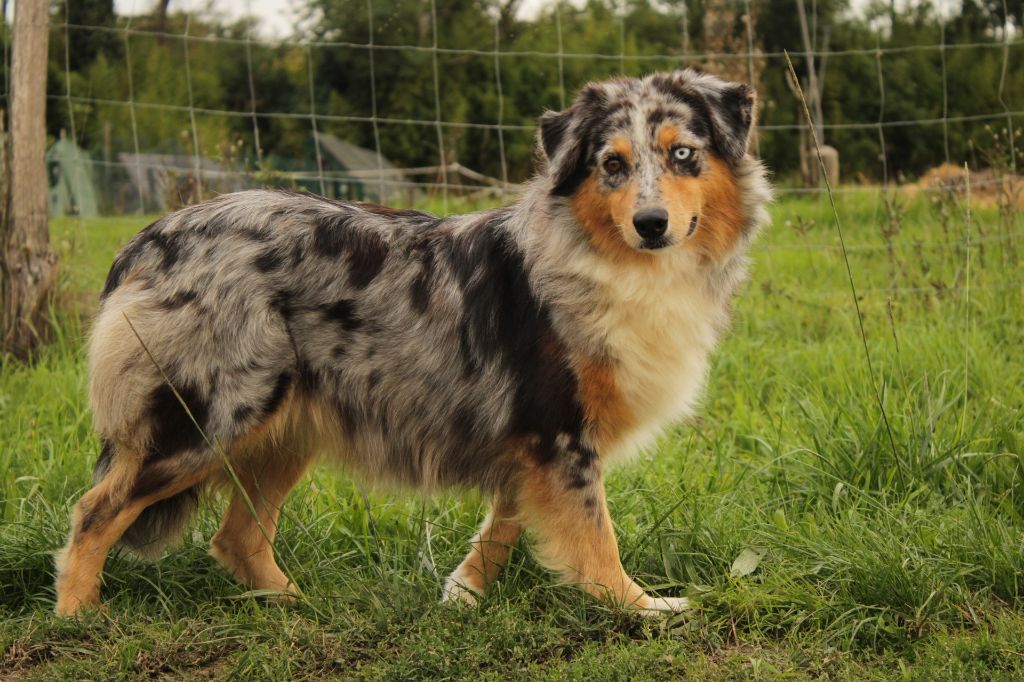 Saint graal cheerokee Du Domaine Du Clos Australien