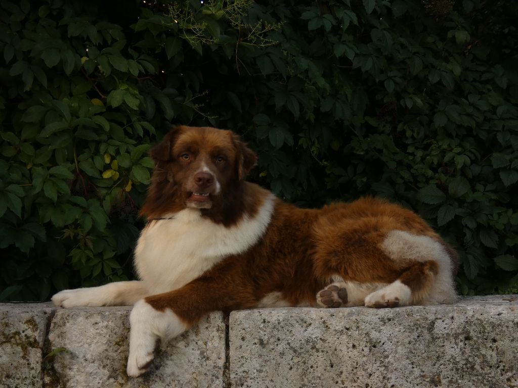 Voyou des Chemins d'Iris